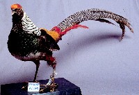 銀雞藏品圖，第3張